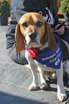 MAX-beagle