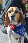 MAX-beagle