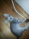 JASMINE - kitten