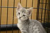 JASMINE - kitten