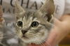JASMINE - kitten