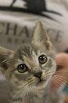 JASMINE - kitten