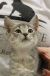 JASMINE - kitten