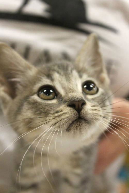 JASMINE - kitten