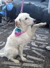 PATCH