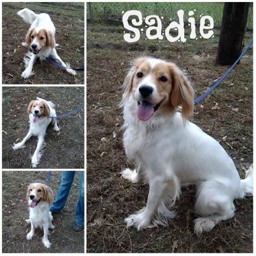 SADIE