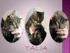 TALIA