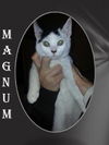 MAGNUM