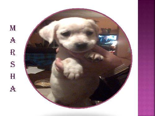 MARSHA