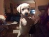MARSHA