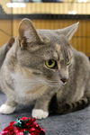 LAVERNE