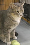 LAVERNE