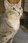 LAVERNE