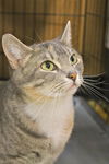 LAVERNE