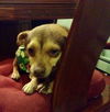 DUKE