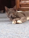 BANDIT