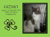 GIZMO