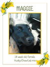 MAGGIE