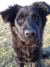 MAGGIE