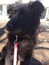 MAGGIE