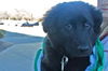 MAGGIE