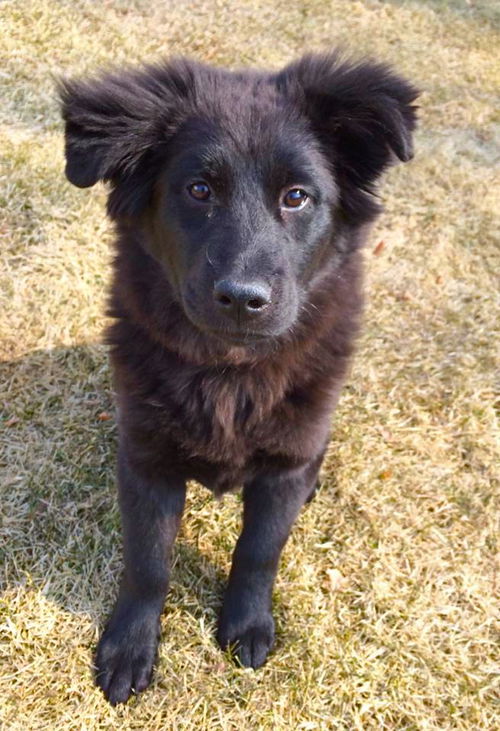 MAGGIE