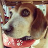 MOLLIE