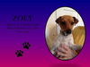 ZOEY