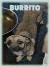 BURRITO