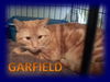 GARFIELD