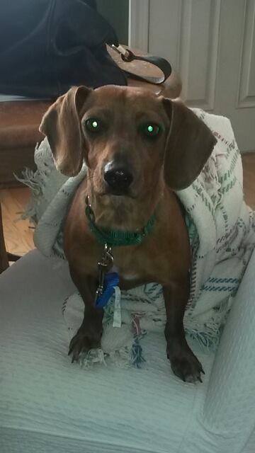DAISY