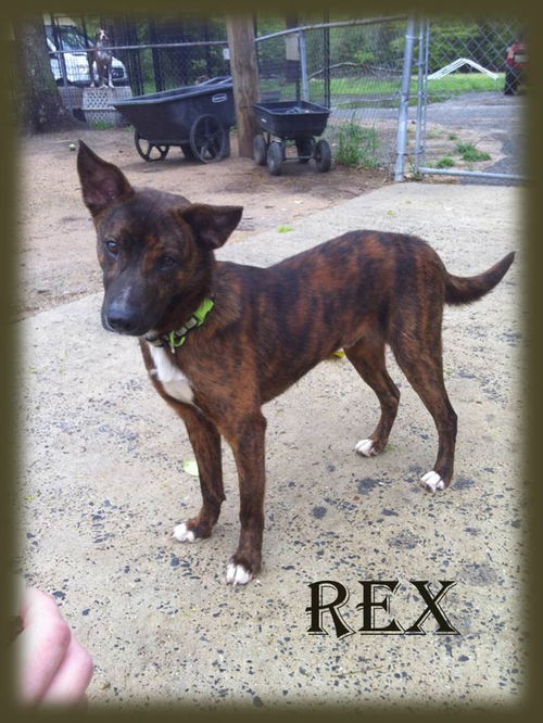 REX