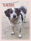 SADIE