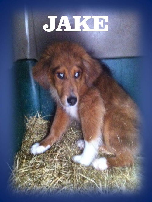 JAKE