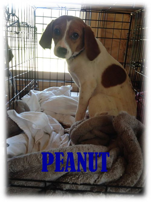 PEANUT
