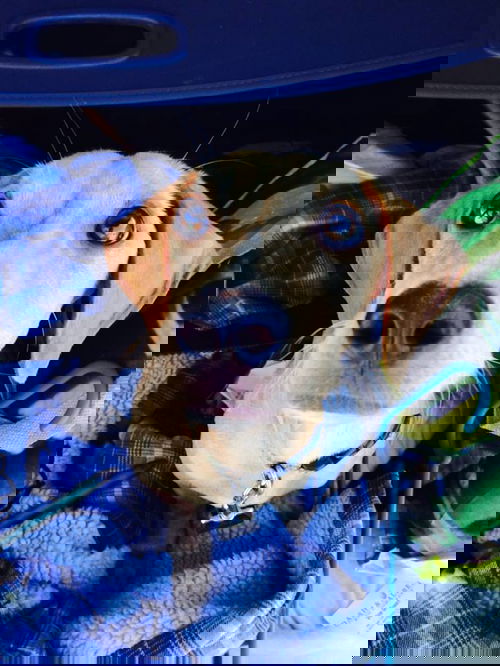 JAKOBI