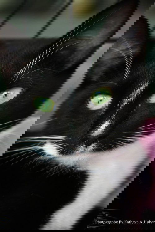 PATCH