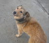 LASSIE