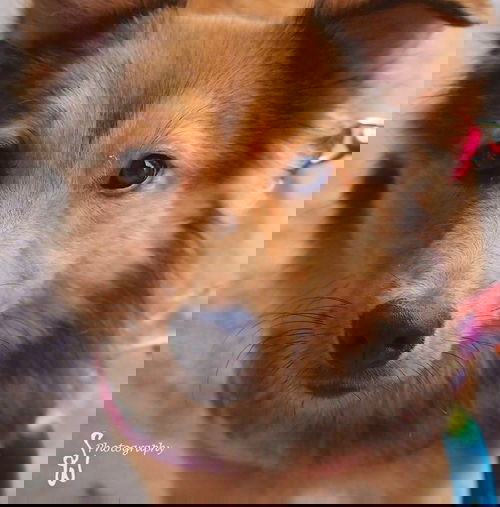 LASSIE