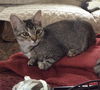 FRAN