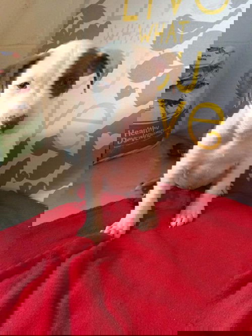 PATCHIE