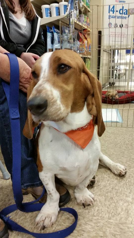 Hound rescue hot sale and sanctuary