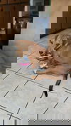 REX