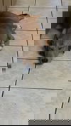 REX