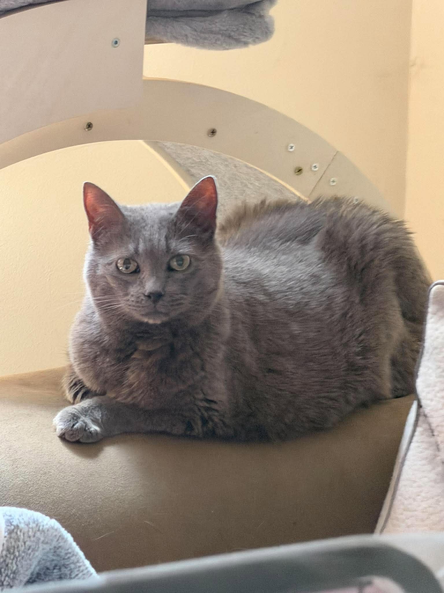 BAYLEE, cat — photo 1 of 4