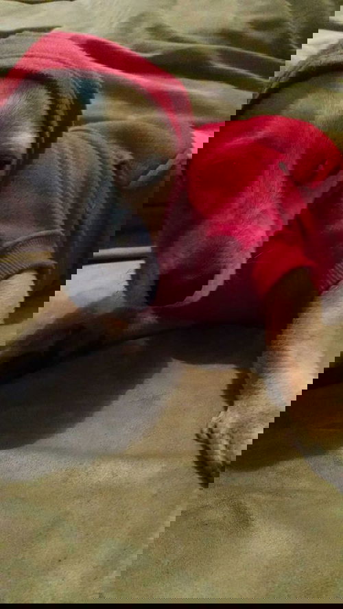 CARLOS