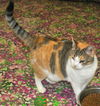 PATCHES