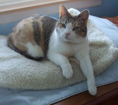 PATCHES