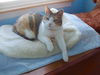 PATCHES
