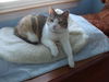 PATCHES